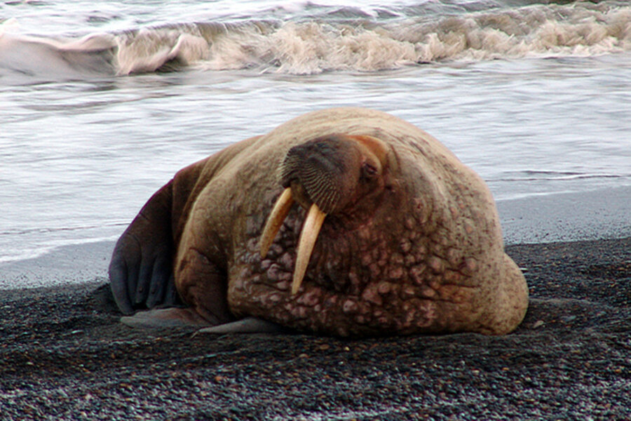 bp s gulf oil spill response plan lists the walrus as a local