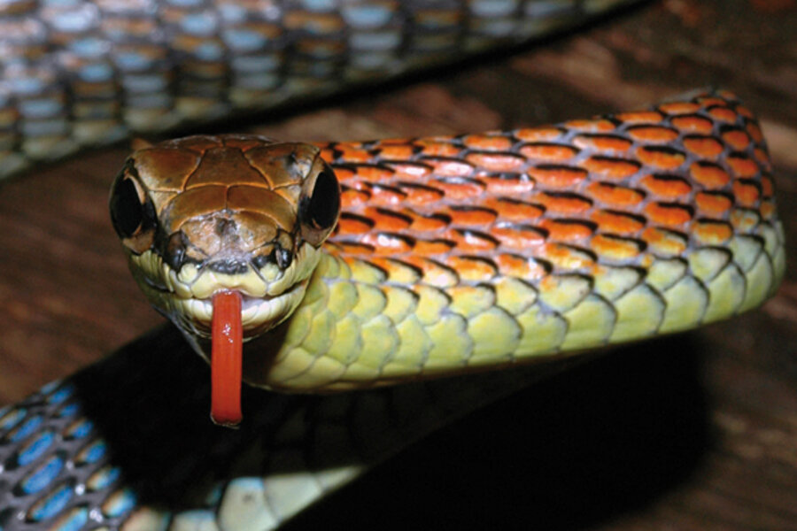 Global mystery: Why are snakes dying off? 