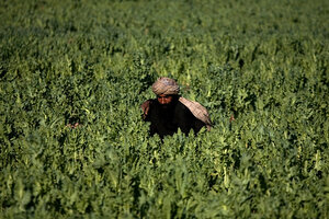 crop blight definition