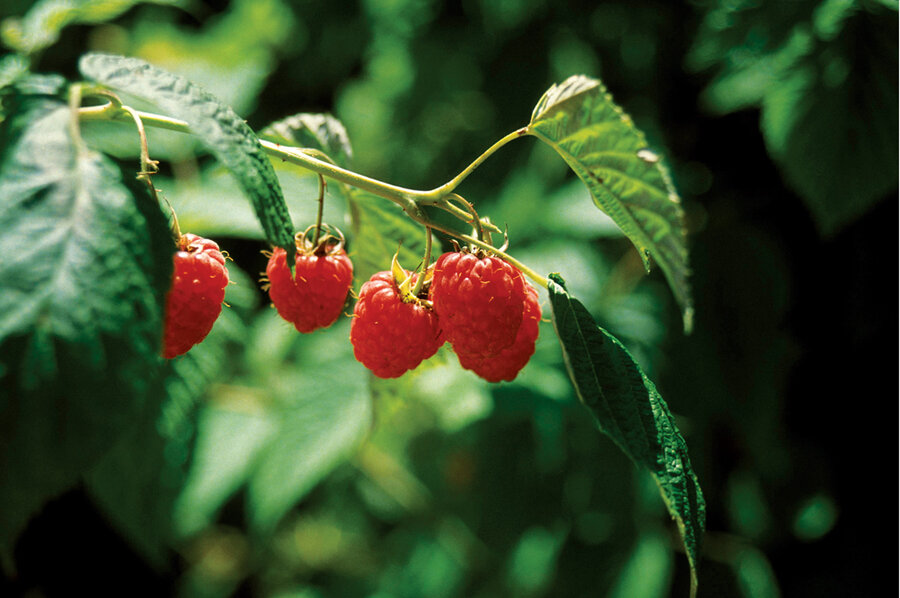Summer Rasberry How to make the most of summer's rambling raspberries - CSMonitor.com