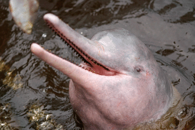Pink Dolphins Are Being Slaughtered For Bait Csmonitor Com