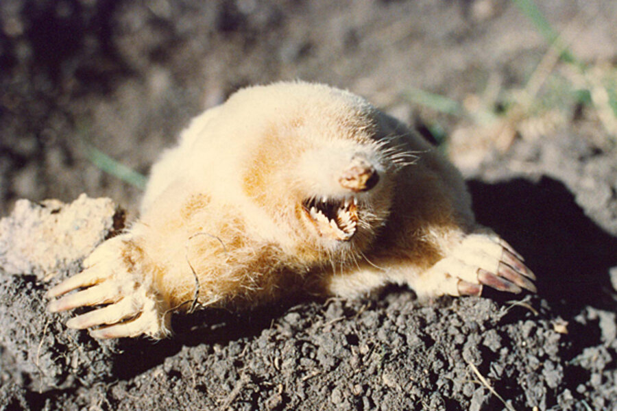 How do burrowing moles avoid suffocating? The answer is in their blood. -  
