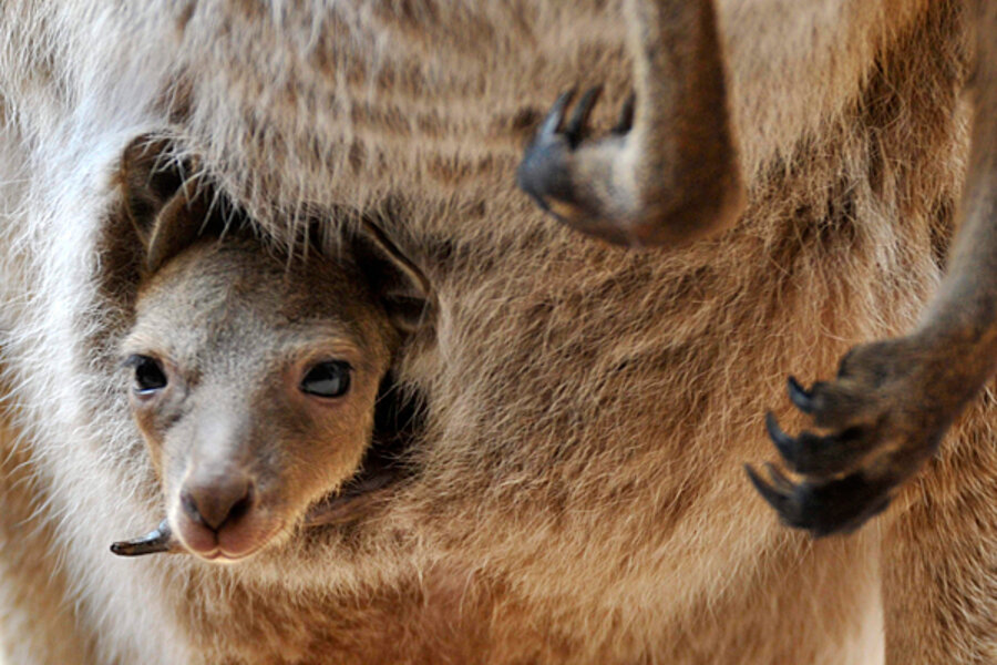 Marsupials originated in South America, study suggests 