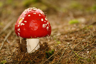 Mushrooms Used To Make Eco Friendly Packaging Csmonitor Com