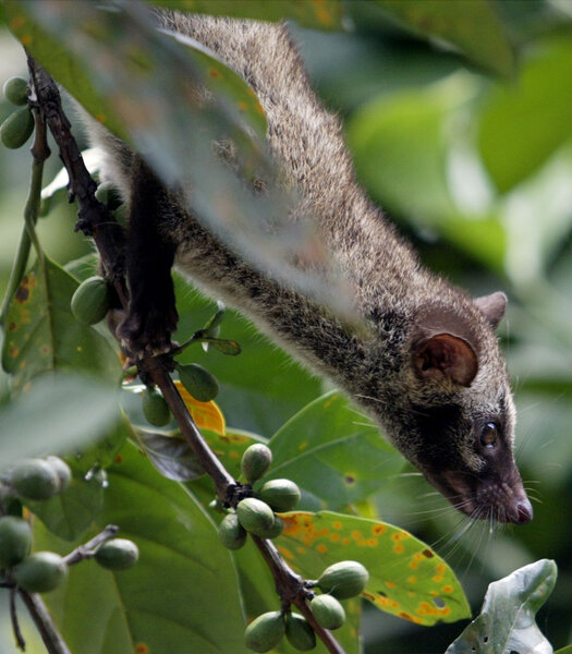 Civet coffee beans picked from dung possibly 'unclean,' say Muslim clerics  