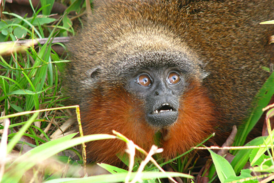 Southern patas monkeys face extinction in a decade without intervention