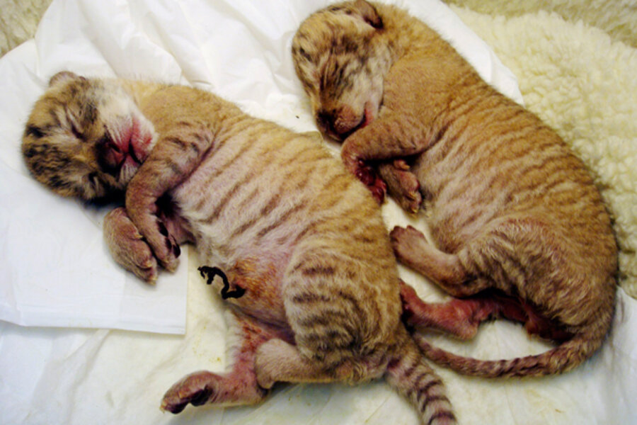 Liger cubs born in Taiwan, Napoleon Dynamite rejoices, zoo keeper could  face fines (VIDEO) 