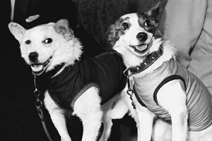 what kind of dogs were belka and strelka