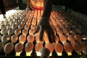 Egg Recall Are Your Eggs On The List CSMonitor Com   EGGRECALL Opt 