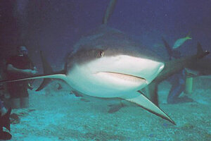 shark bridge teaching