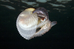 At Last, Scientists Solve The Mystery Of The Floating Octopus ...