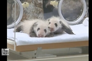 Baby Twin Pandas Debuted In Japan (VIDEO) - CSMonitor.com