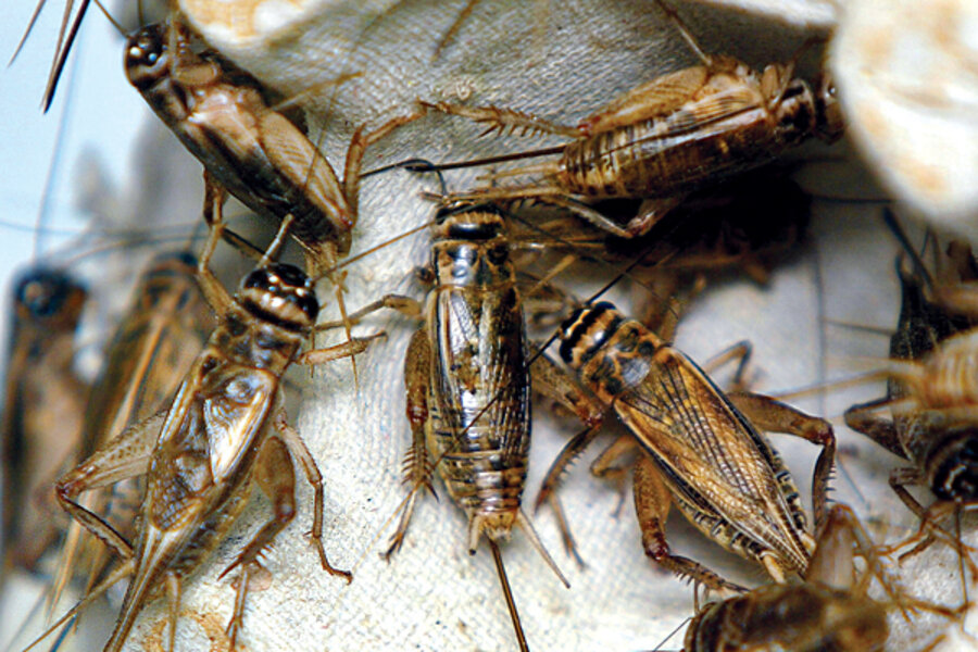 0913-ACRICKETS-crickets-zoo.jpg