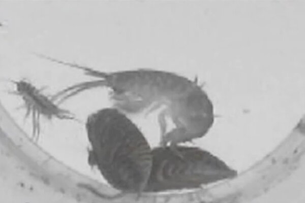 Shocking Truth About Crisis-Shocking Killer Shrimp That Threaten Everything You Know