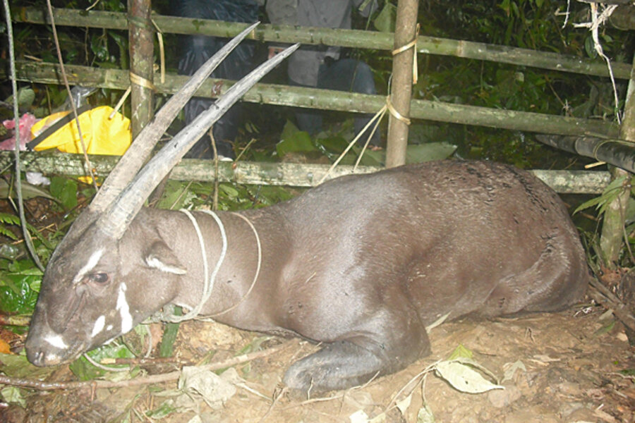 Asian 'unicorn' spotted, dies in captivity Asian 'unicorn' spotted, dies in captivity