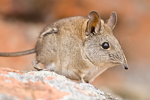 Scientists discover new species that looks like a tiny, furry elephant