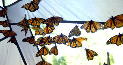 Monarch butterflies migration headed towards Mexico