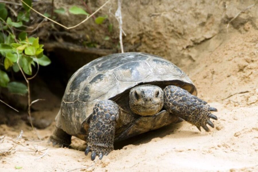 An economic tale: the tortoise and the (deep) hole - CSMonitor.com