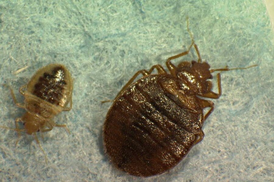 Bed bugs Lincoln Center is latest to confirm infestation in the most