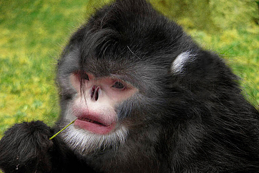 Snub-nosed monkey can't stop sneezing when it rains 
