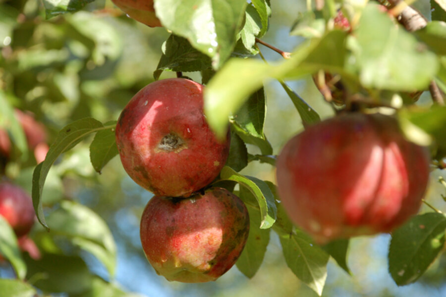 Three great plants are stars of my fall garden - CSMonitor.com