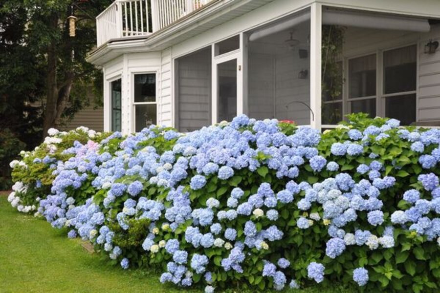 Hydrangeas Are A Natural For Mountains Or Shore