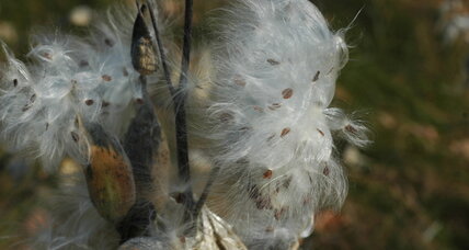 Milkweed: Not just for monarch butterflies