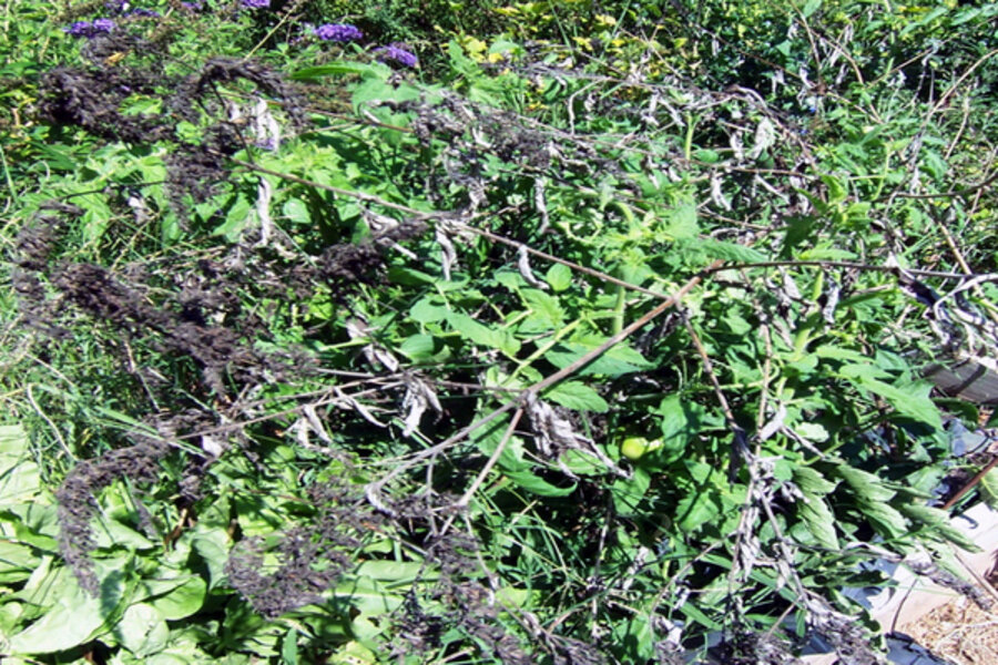 A simple way to protect tomatoes from deer damage
