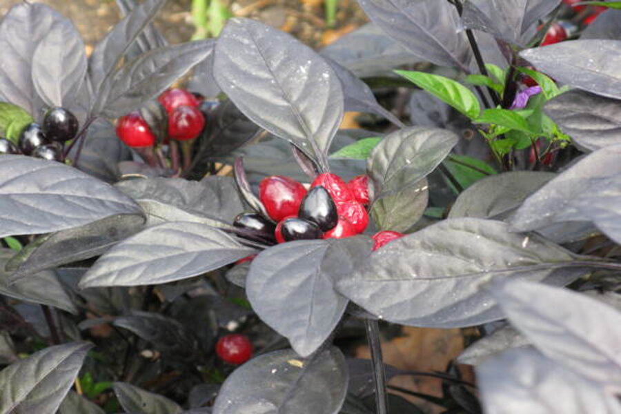 Spice Up Your Garden With Ornamental Peppers Csmonitor Com
