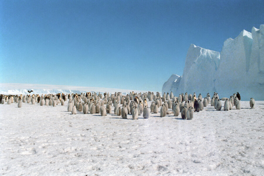 Google Street View, now with penguins - CSMonitor.com