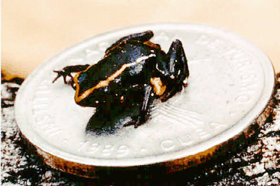 World's smallest frog is poisonous, research finds CSMonitor.com