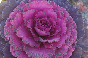 Flowering kale discount