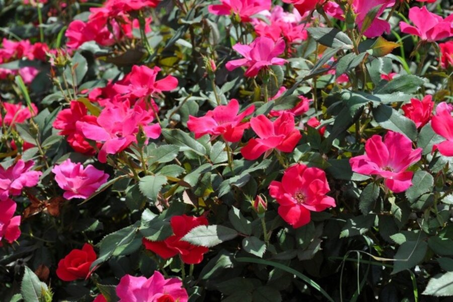 How To Grow Roses From Seed Csmonitor How To Grow Roses From Seed