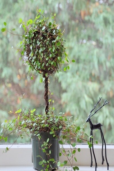 Large Ivy Topiary with flowers