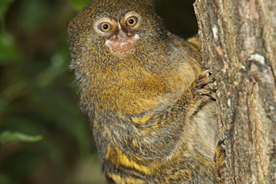 The top 10 monkeys - Marmoset - CSMonitor.com