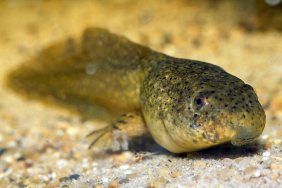Cannibal tadpoles croak like grown-ups when eating kin 