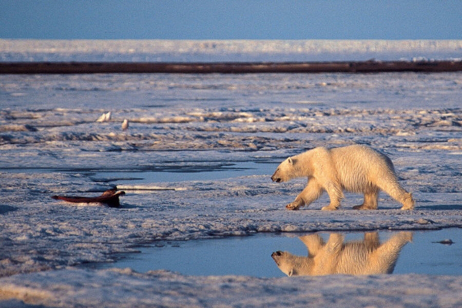 Polar bear 'doomed'? Only if greenhouse-gas emissions aren't cut. 