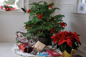 Decorating Norfolk Island Pine for Christmas: A Complete Guide