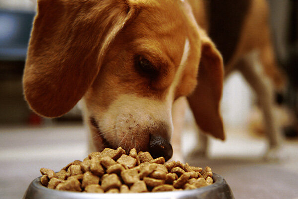 Image result for beagles dog, eat food