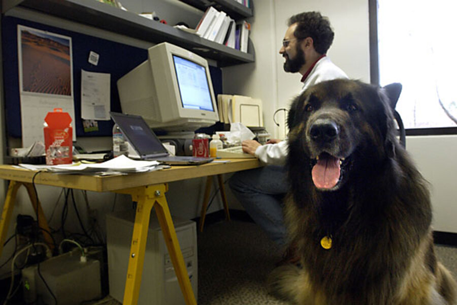 Dog Friendly Employers Dog Friendly Employers
