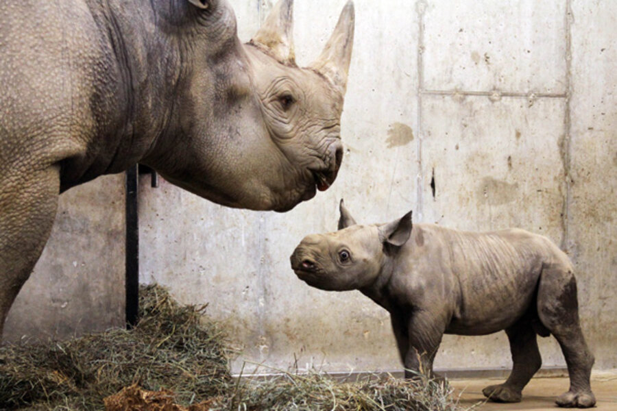 Baby black rhino born at St. Louis zoo - CSMonitor.com