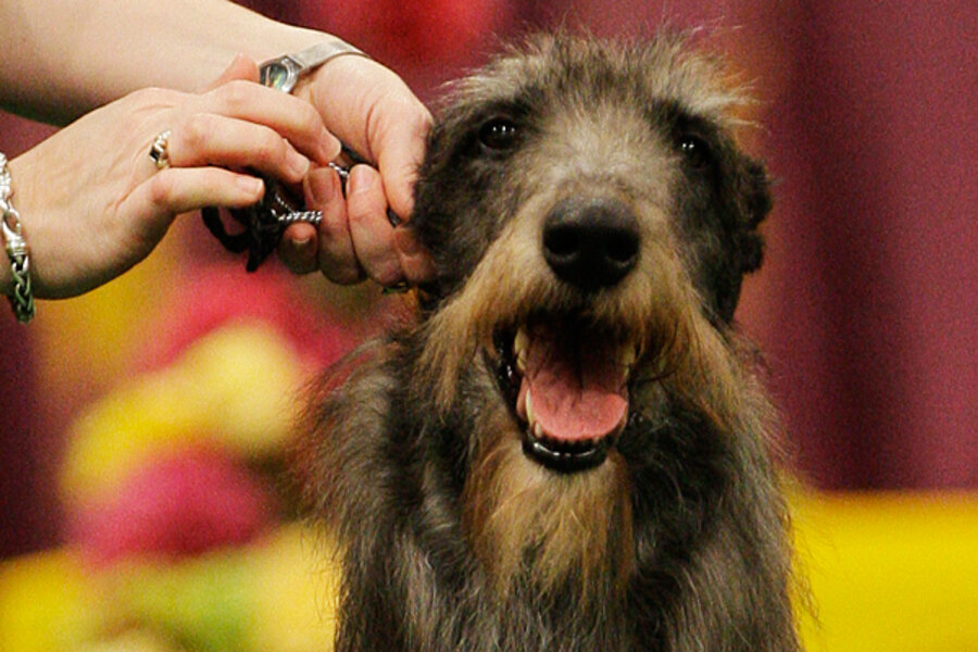 are-scottish-deerhound-aggressive