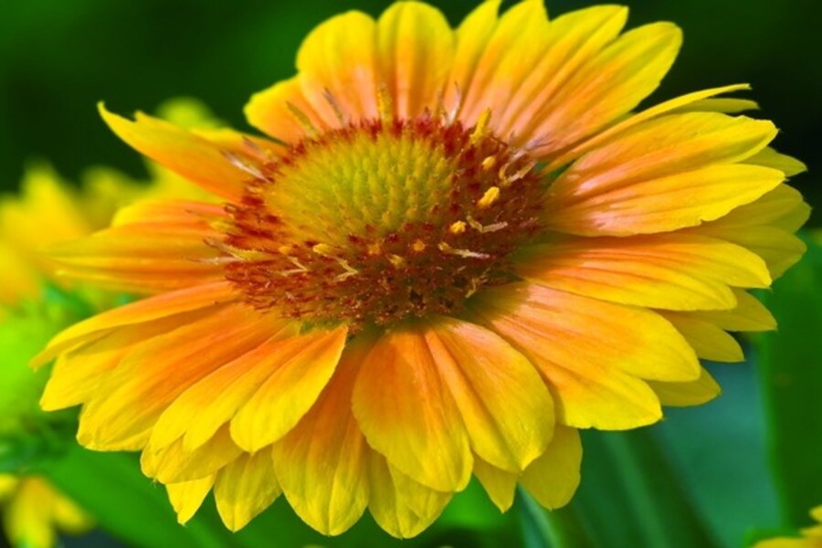 Awardwinning plants for southern California