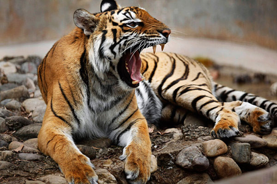 How India helped its Bengal tigers come roaring back 