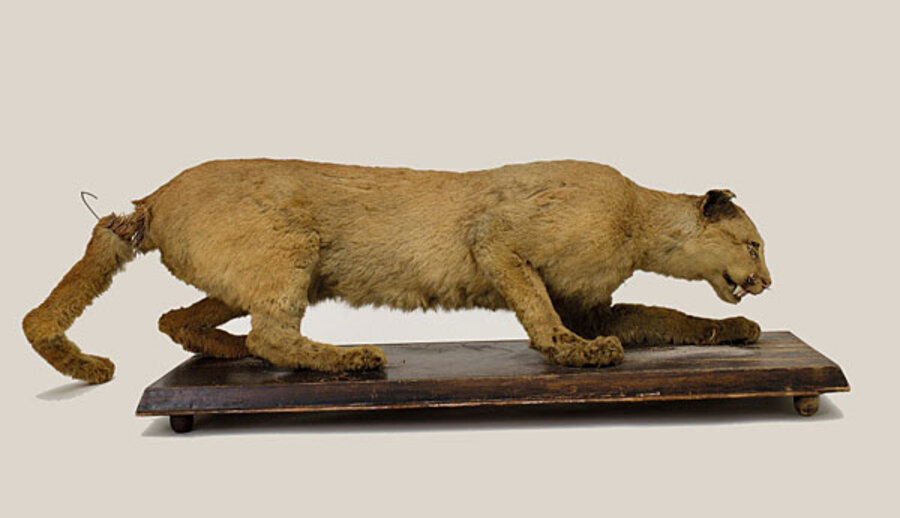 Eastern cougar declared extinct US government - CSMonitor.com