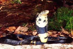 Bronx Zoo cobra vanishes reptile house closed CSMonitor