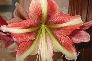 MULTI FLOWER BULB Amarylis Amaryllis Balentino Hippeastrum Conservatory Plant