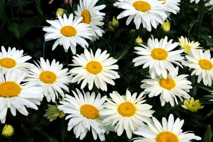 How to divide perennials