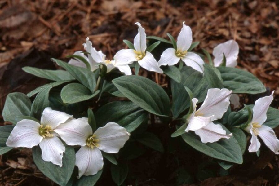 The First Native Woodland Plants Of Spring Csmonitor Com