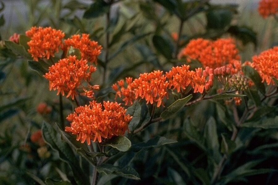 mardi gras plant